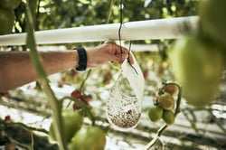 Biologischer Pflanzenschutz Schädlinge Gewächshaus Tomate