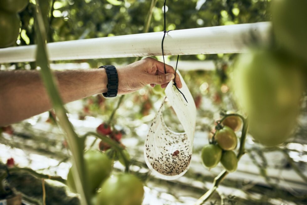 Biologischer Pflanzenschutz Tomate Gemüse Gewächshaus