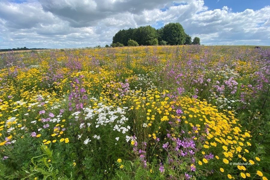 wellbee-bluehpatenschaften-welleshof-kanders-02