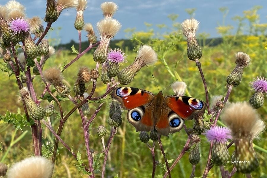 wellbee-bluehpatenschaften-welleshof-kanders-04