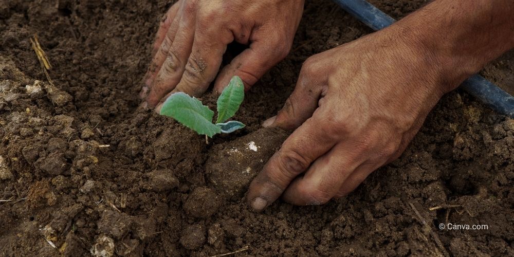Regenerative Landwirtschaft