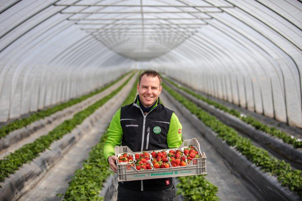 Tunnelanbau bei Erdbeeren