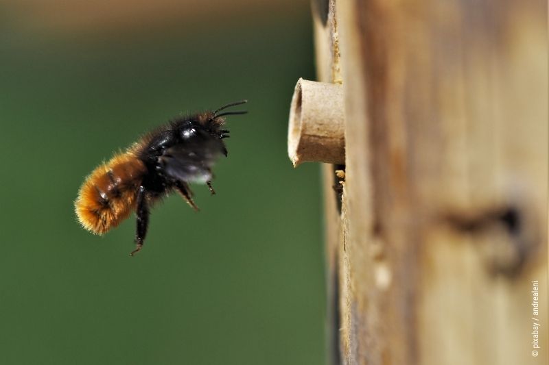 Artenschutzprojekt Bienenglück
