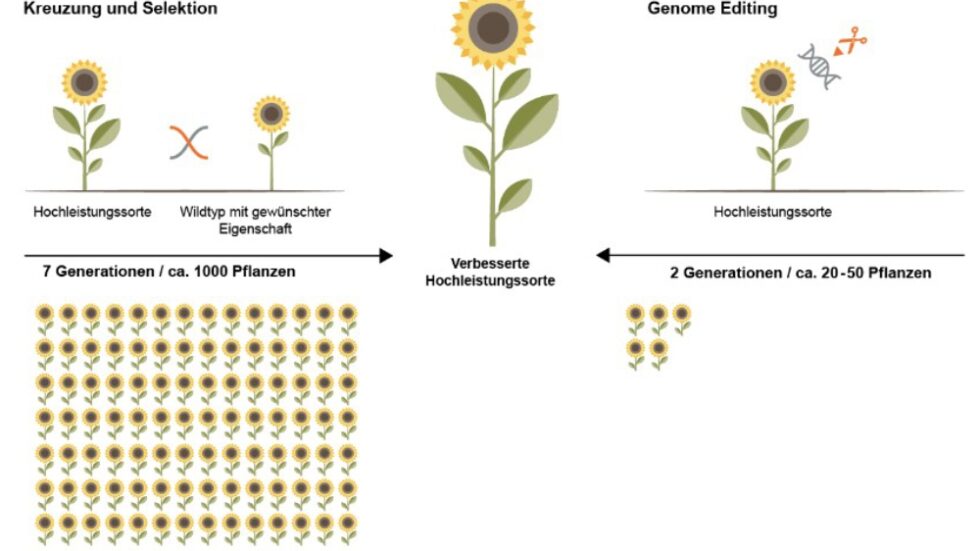 Genome Editing in der Pflanzenzucht