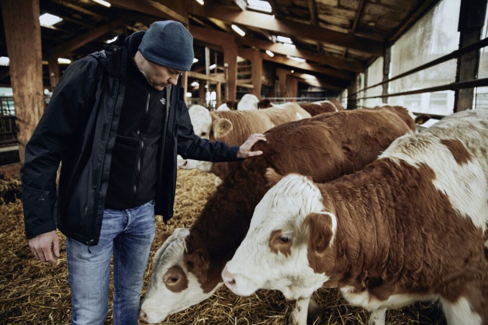 Kühe, Methan und Klimawandel