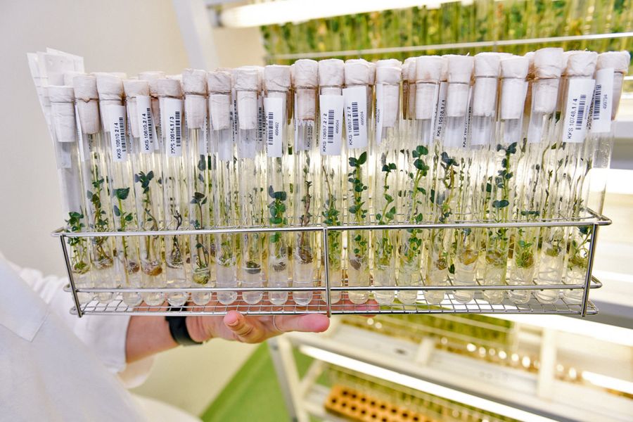 genbank-gatersleben-in-vitro-konservierung